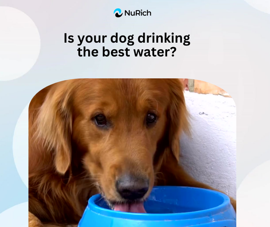 🐾 The Surprising Benefits of Hydrogen Water for Your Furry Friend!