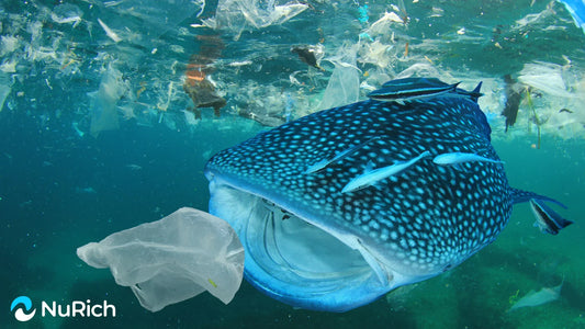 The Hidden Cost of Convenience: How Single-Use Plastics Harm Our Planet & How You Can Make a Difference