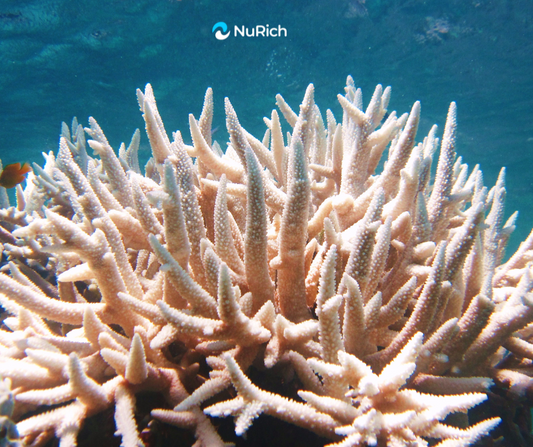 The Health of Coral Reefs: Why Are Corals Turning White?