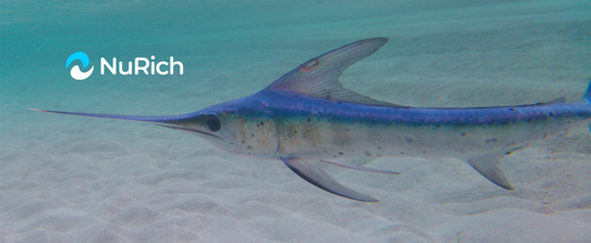 Blue Marlin