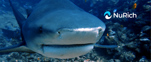 The Bull Shark