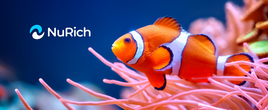 Clownfish