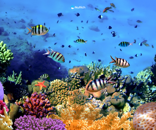 The Ocean’s Health: What Thriving Marine Life Reveals
