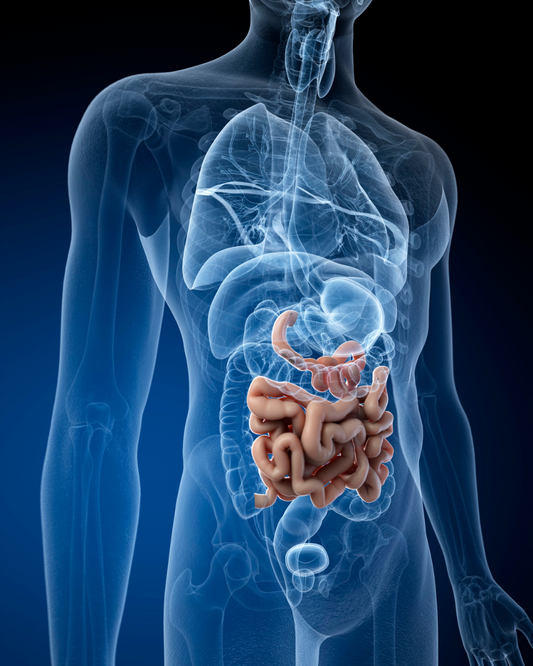 Drink Up for a Happy Gut: The Surprising Benefits of Hydration