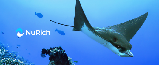 Eagle ray