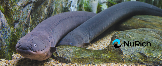 Electric eel