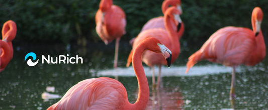 Flamingo bird