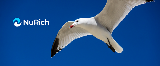 Gulls