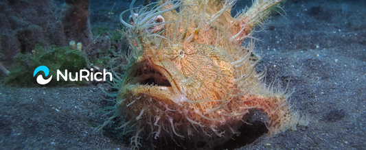 Hairy Fish