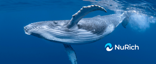 Humpback