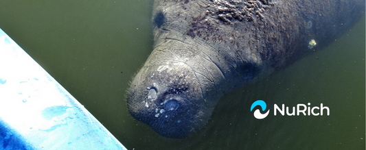 Kayaking with manatees