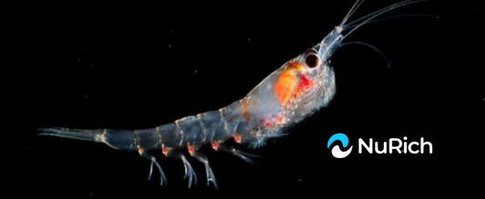 Krill