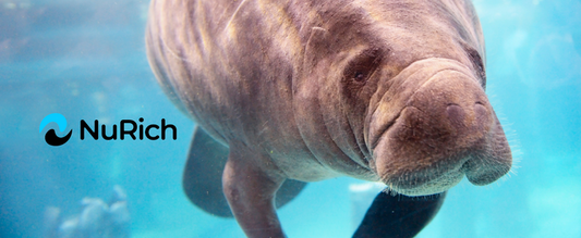 Manatees