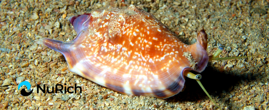 Molluscs