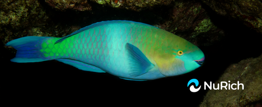 Parrotfish