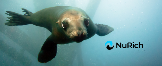 Scuba diving with sea lions