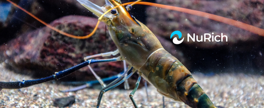 Shrimp