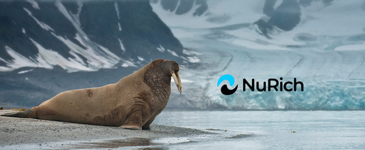 Walrus