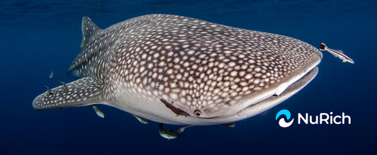 Whale shark