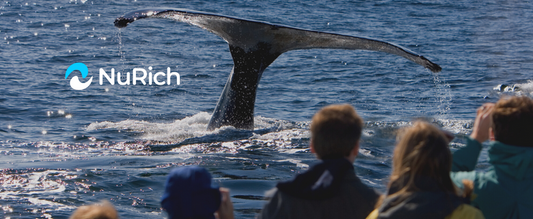 Whale Watching Sport