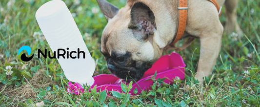 Top water sources for pets hydration