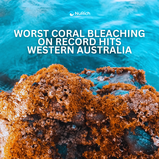 Western Australia’s Coral Reefs in Crisis: A Bleaching Emergency Unfolds
