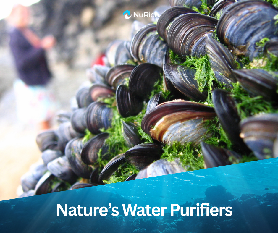 🦪 Nature’s Water Purifiers: The Role of Oysters and Mussels in Cleaning Our Waters