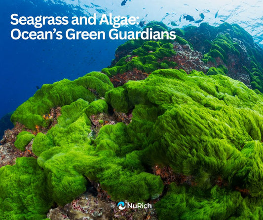 Seagrass and Algae: Ocean’s Green Guardians