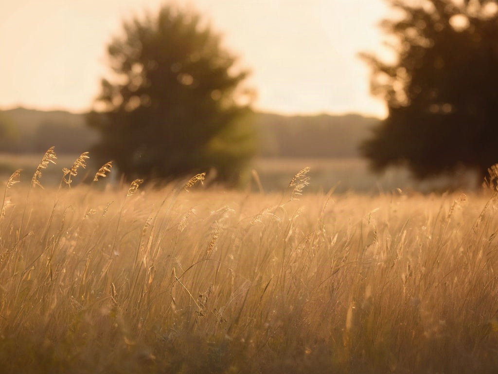 A late-summer meadow of tall golden grasses glowing in warm golden-hour light